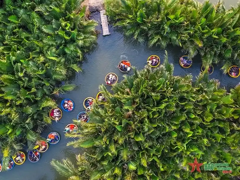 Coconut Forest